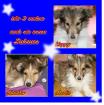 3 treue Collie-Besitzer gesucht!