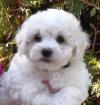 Bichon frise Welpen - kleiner weißer Wohnungshund - 