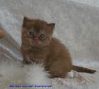 * Selkirk Rex / BKH & Highlander aus der Klosterstadt *