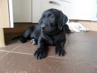 Labrador-Ridgeback Welpe (mit Videos)