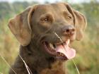 Chesapeake Bay Retriever Welpen