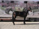 VOLUNTARIO  PRE horse from Spain (YEGUADA ALARCON)