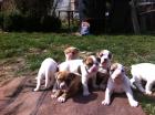 American Bulldog-Welpen