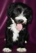 Tibet Terrier Welpen mit Papieren 