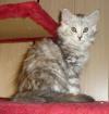 Wunderschöne Maine Coon Kitten     