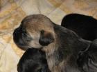 Border Terrier Welpen VDH/KfT