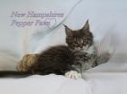 Maine Coon Schmusewuschels suchen ein  Zuhause