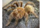 Tausche Theraphosa apophysis Zuchtpaar u. Schlangen,Top!!!