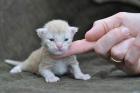 Wunderschöne Maine Coon Kitten für Zucht und Show