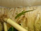 Phelsuma grandis Grosser Madagaskar Taggecko