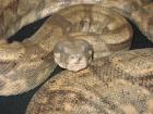 Boa constrictor hog island Bock