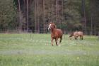 Suchen liebevolle Reitbeteiligung