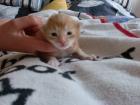 Maine Coon Kitten mit Papiere sucht zuhause