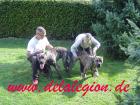 Presa Canario Kennel de la Legion  ( Dogo Canario )