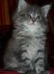 Maine Coon Kitten