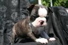 Boston Terrier Welpen