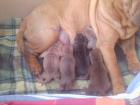 Shar Pei welpen suchen neues Zuhause