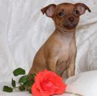 Russische Toy -Terrier Welpe * Mini *