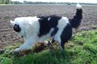 Fearne, Border Collie ohne Papiere, 2, 7 Jahre jung