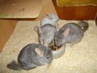 7 Chinchillas (m+ w) mit 2 Käfigen + Zubehör auch einzeln zu verkaufen