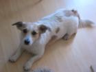 Unsere Jack Russel Mischlingsdame bekommt Welpen