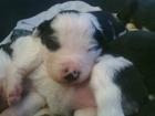 Aufgeweckte Border Collie Babys suchen ein Zuhause