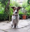 Reinrassiger Jack Russel sucht neues zuhause