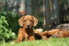 Rhodesian Ridgeback Welpen