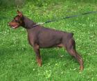 Dobermann Welpen mit Papieren 