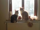 2 Maincoon-Katzen suchen ein neues Zuhause !