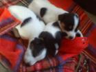 Jack-Russell Terrier Welpen