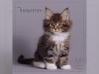 Reinrassige Maine Coon Kitten