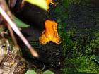 Biete Phyllobates terribilis orange NZ