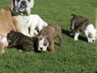 English Bulldog Welpen