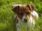 Der besondere Jack Russell Terrier