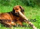 VIDEOS UND FOTOSHOWS