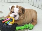  Englisch Bulldogge Welpen