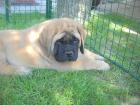 Englischer Mastiff Welpen zu verkaufen