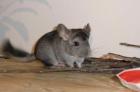 Chinchilla-Weibchen (4 Monate)