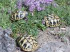 Griechische Landschildkröten THB NZ 09