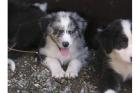 Schöne Australian Shepherd Welpen