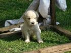 Golden Retriever Welpen