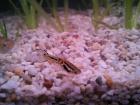 Snake Skin Endler Guppys 1 Euro pro Tier