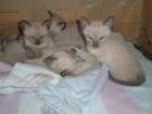 5 Siam-Kitten suchen zu Hause!!!!!!!!