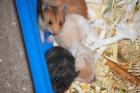 Hamster suchen ein neues zuhause