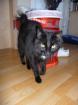 Kater Minu sucht liebevolles Zuhause!!!