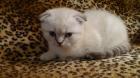 Zwei süße Scottish Fold Kitten suchen ein liebevolles Zuhause