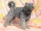 Bouvier des Flandres