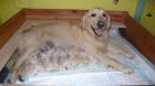 Golden retriever puppies !