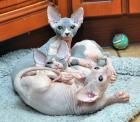 Sphynx Kitten zu verkaufen.